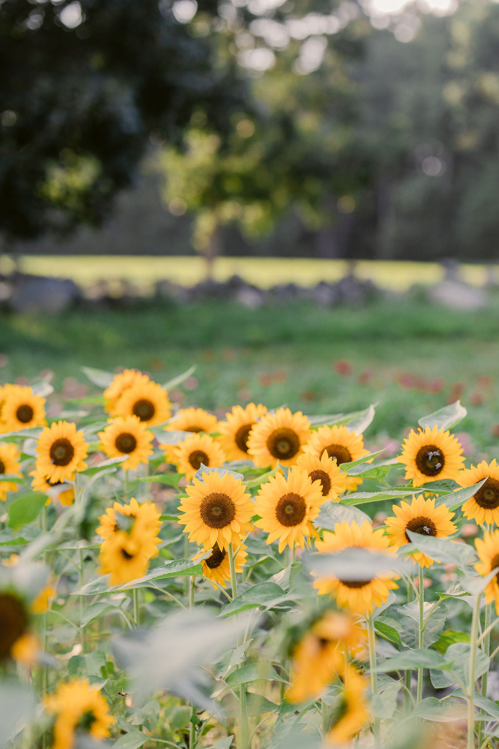 NEW! Flower Farm Tour & Cut Your Own Bouquet