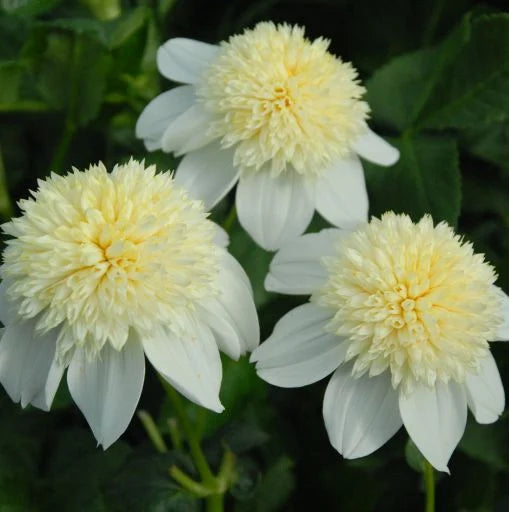 Platinum Blonde Dahlia Tuber