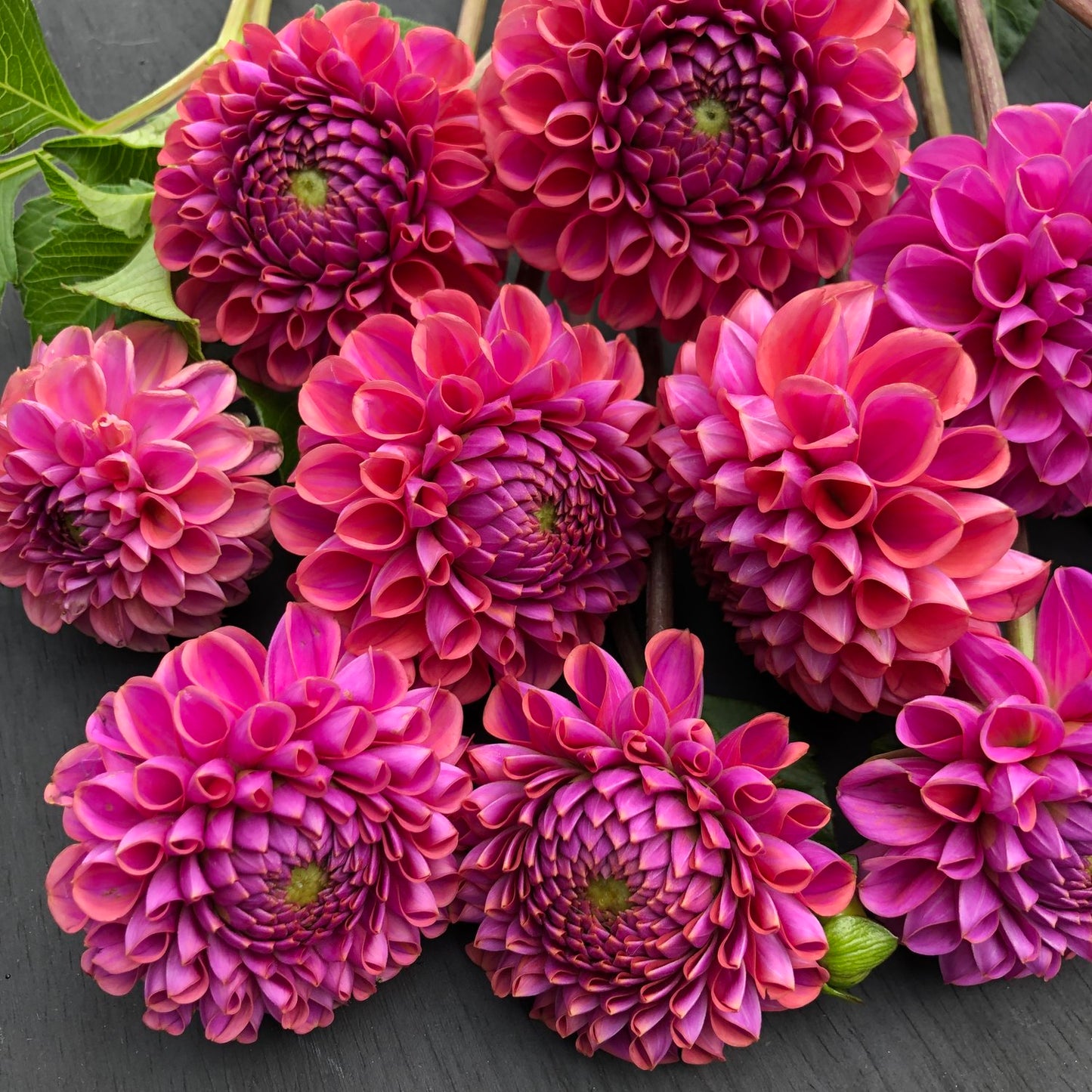 Caitlyn's Joy Dahlia Tuber