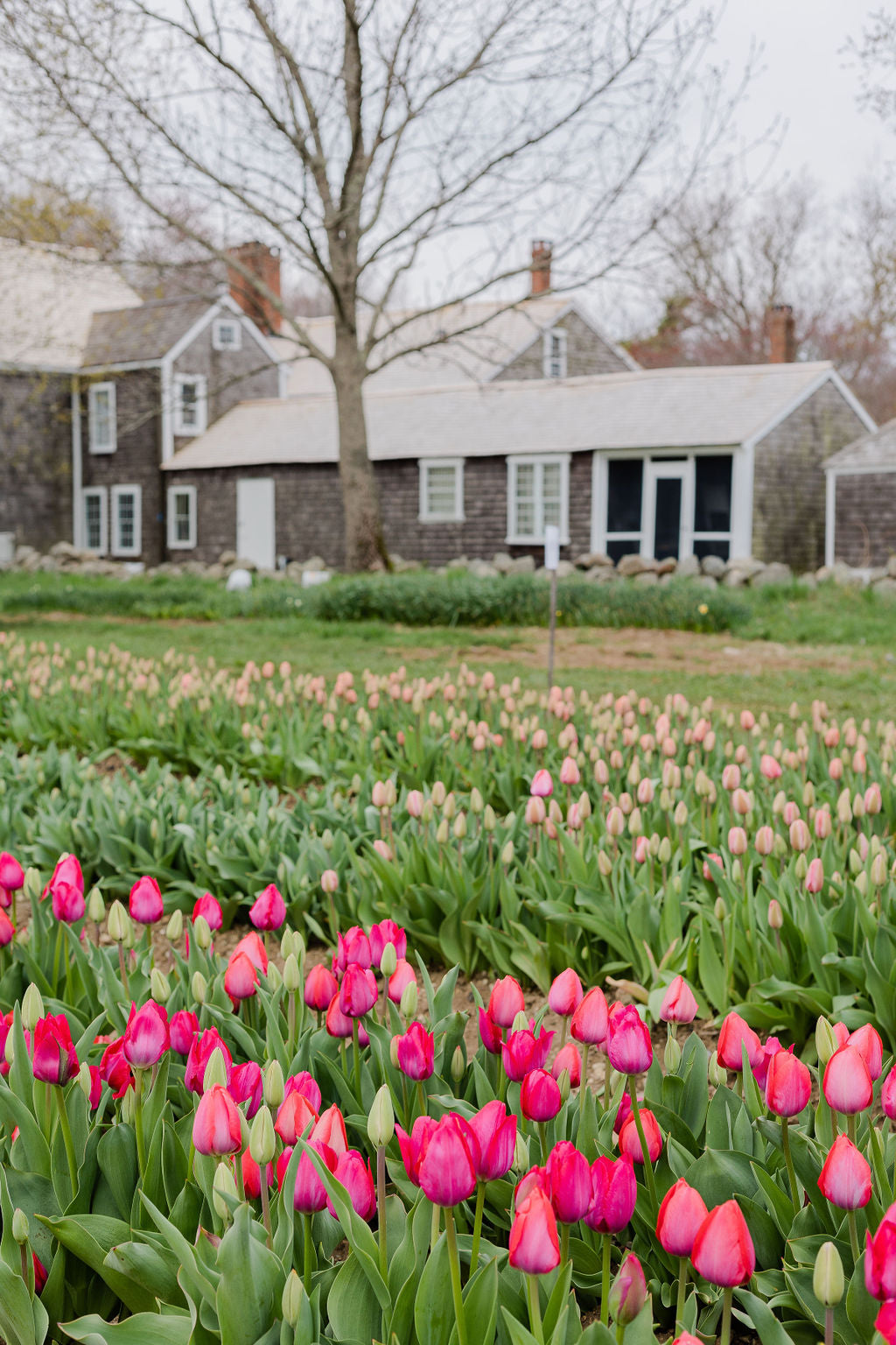 Pick Your Own Tulips