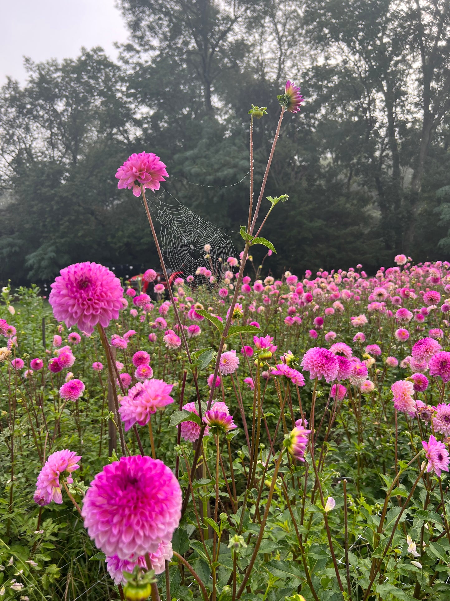 Jewel Tones Dahlia Tuber Collection