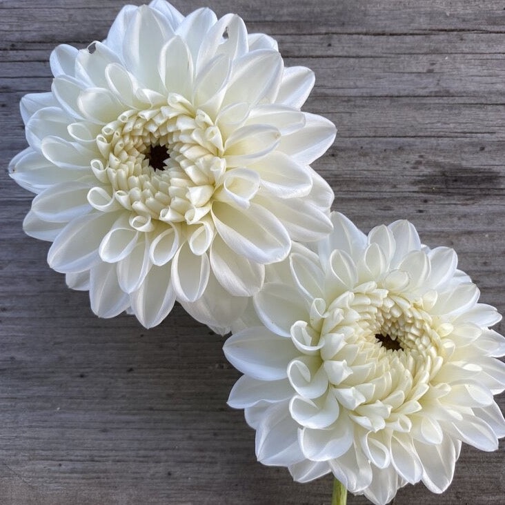 Blizzard Dahlia Tuber