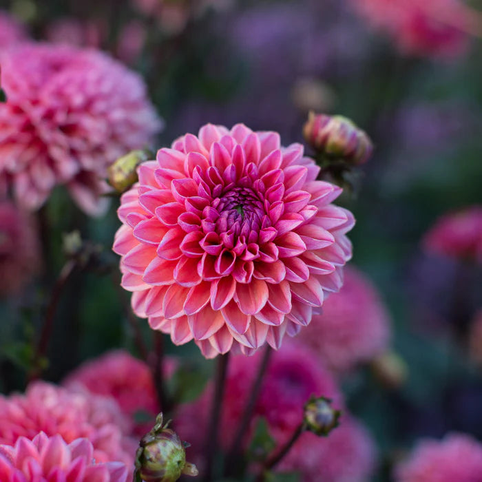 Daisy Duke Tuber (NEW!)