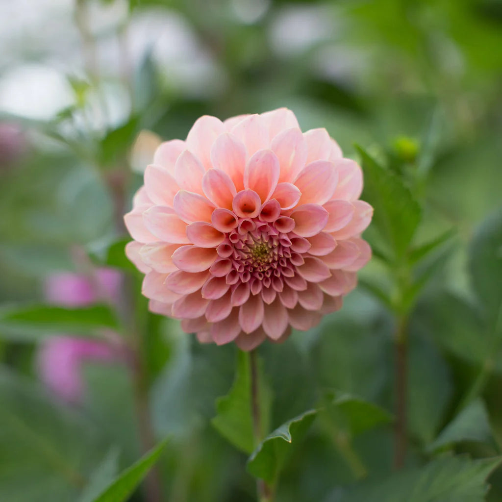 Rock Run Ashley Tuber (NEW!)