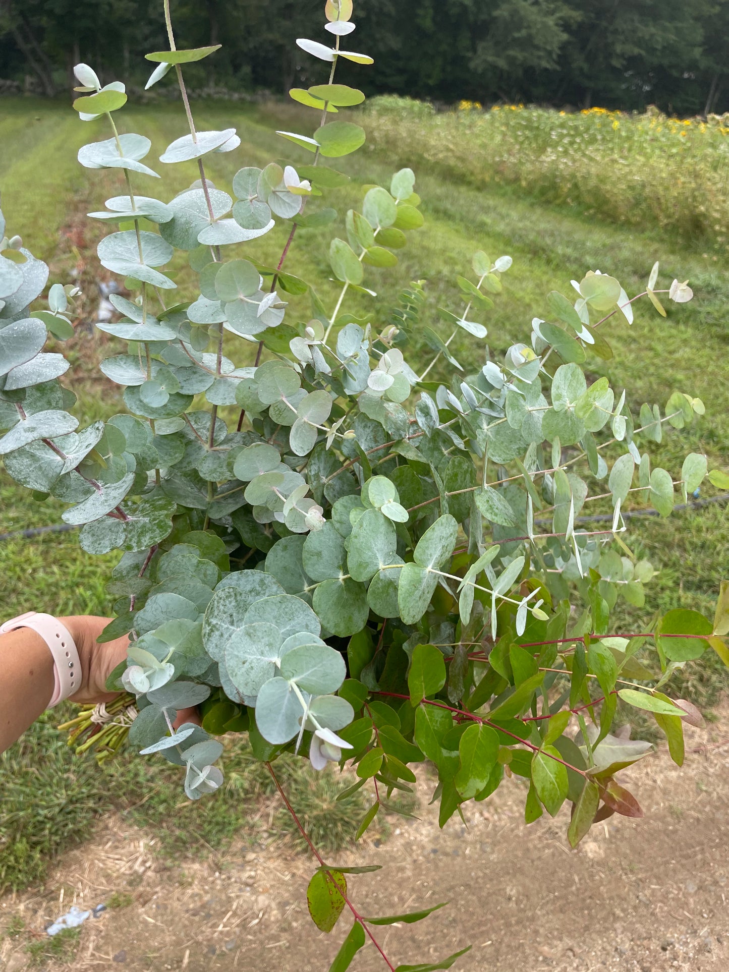 Eucalyptus Bunch