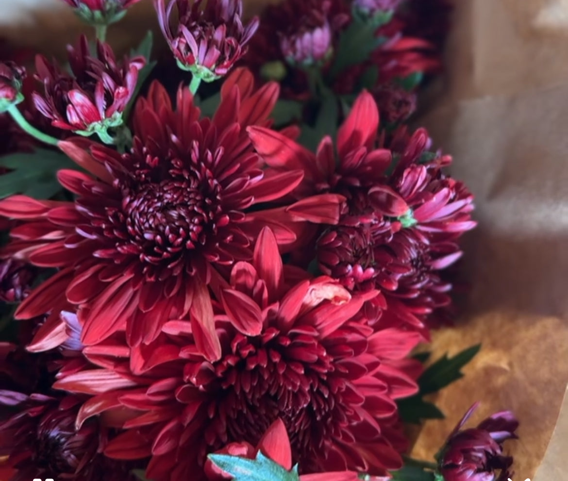 Chrysanthemum (Mum) Bunch