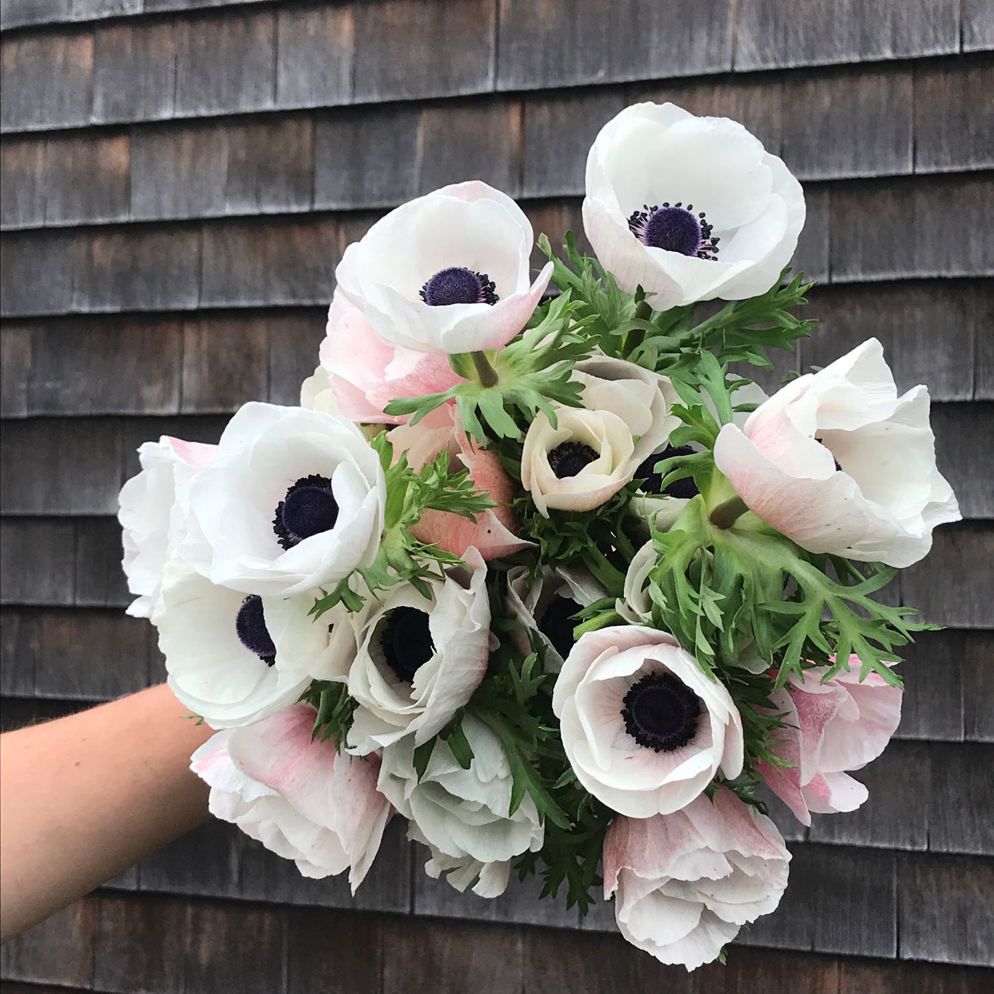 Anemones