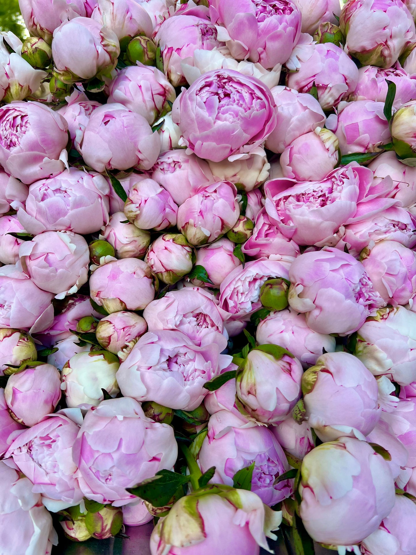 Peony Bunch