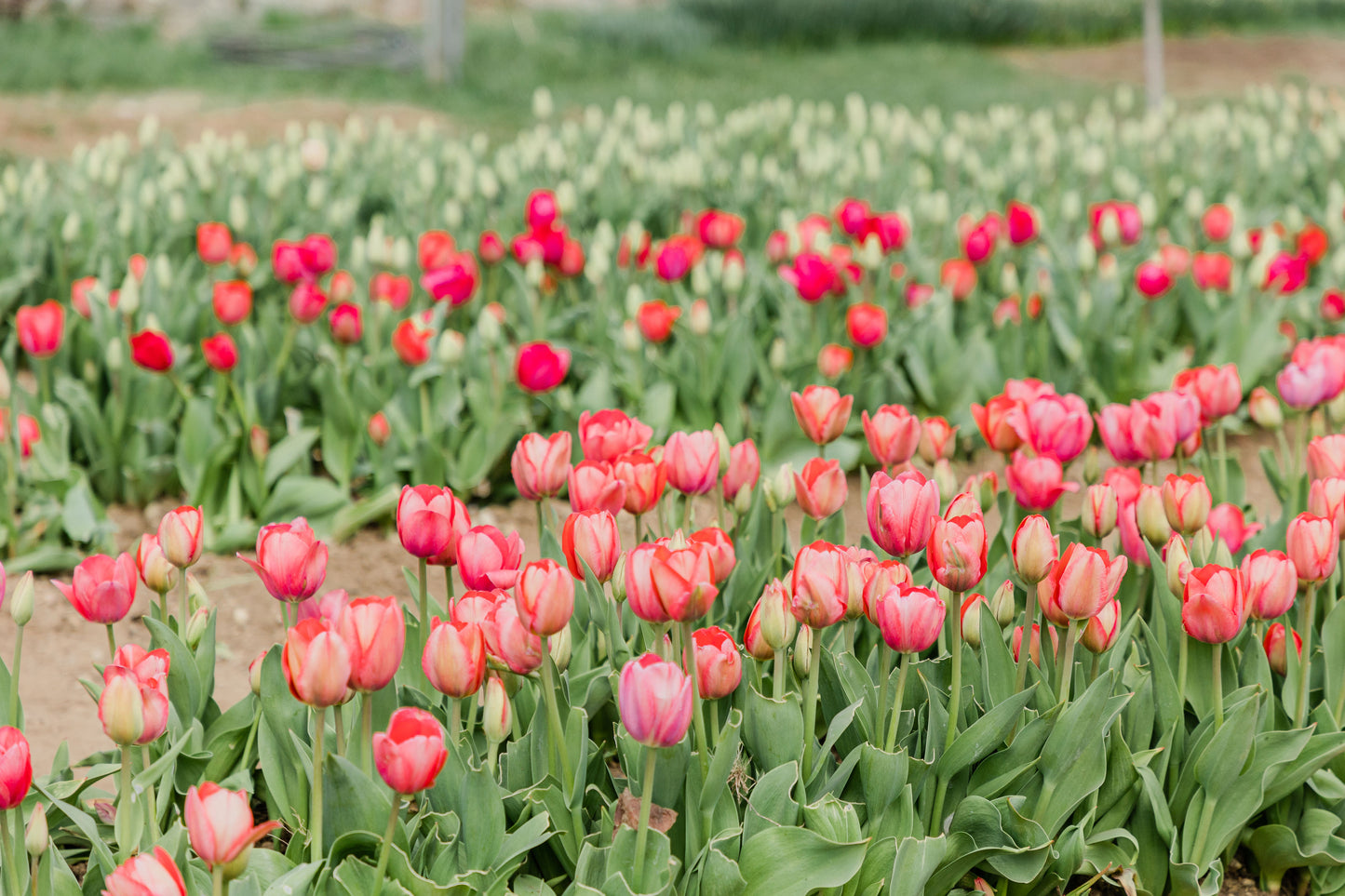 CSA Spring Flower Share