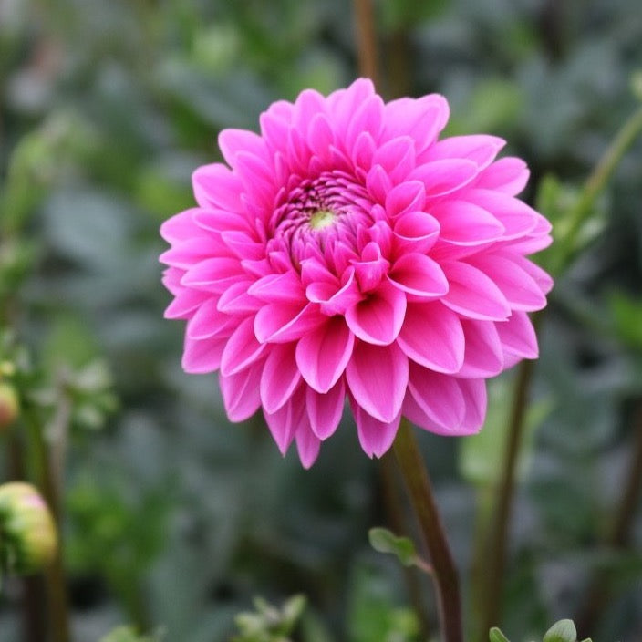 Pink Sylvia Dahlia Cross Street Flower Farm