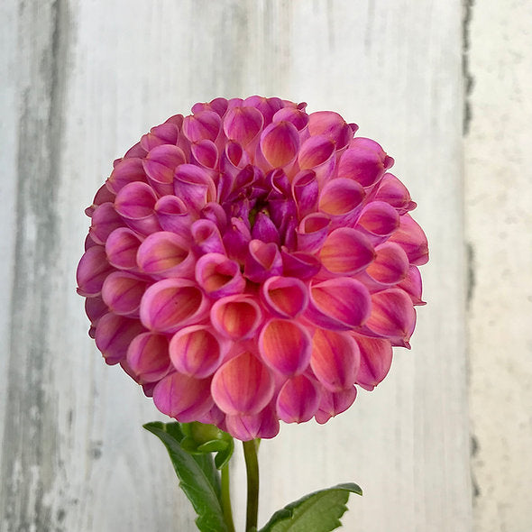 Isabel Dahlia Tuber