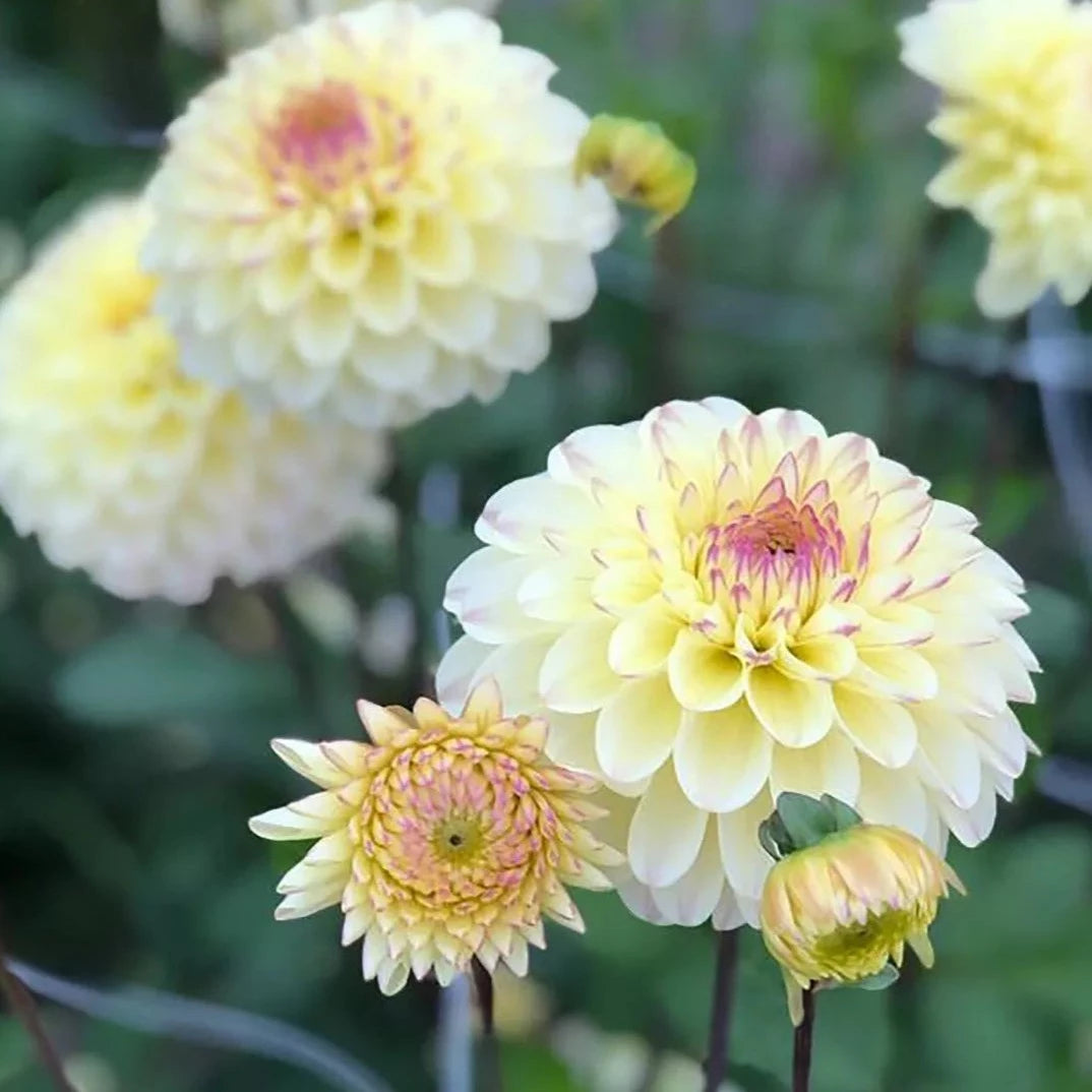 Isa's Favorite Dahlia Tuber