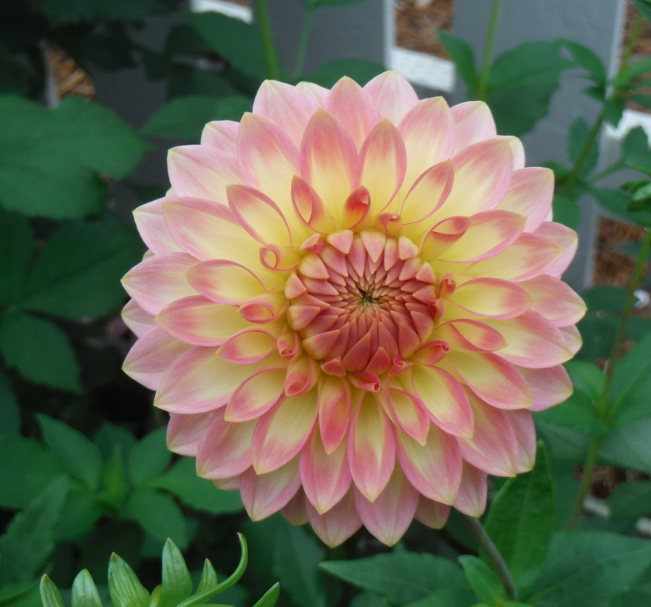 Oreti Adele Dahlia Tuber