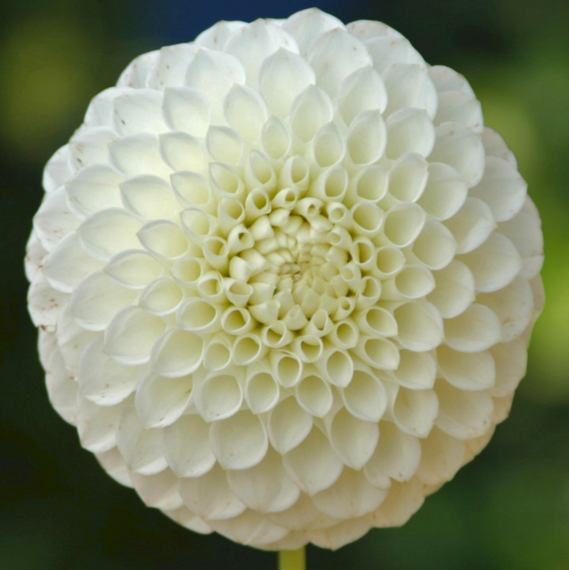 Orsett Beauty Dahlia Tuber