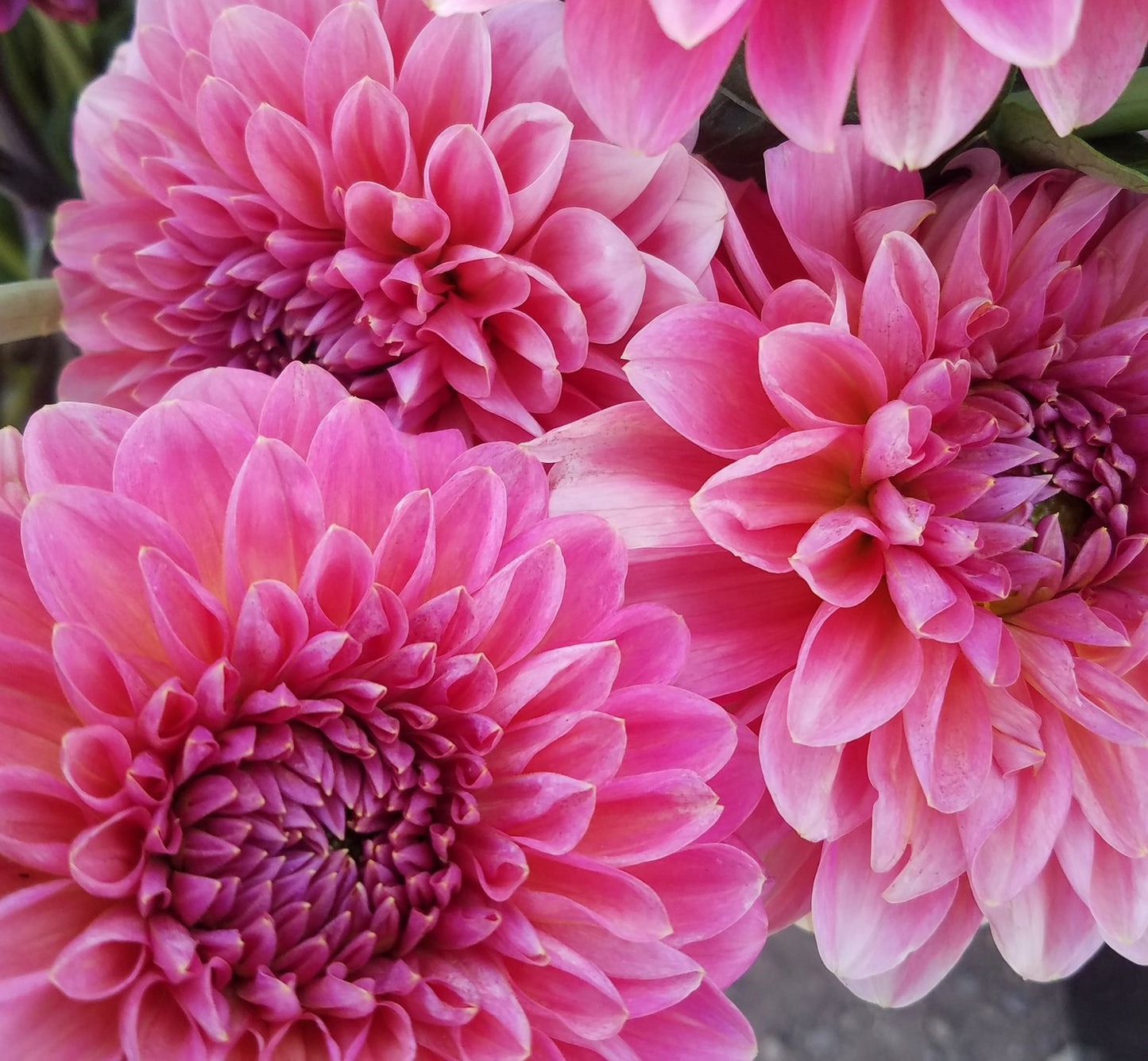 Pink Runner Dahlia Tuber
