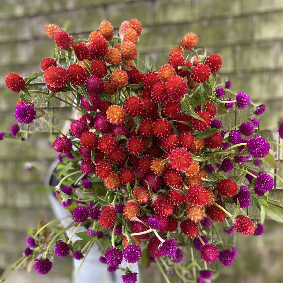 Globe Amaranth Bunch