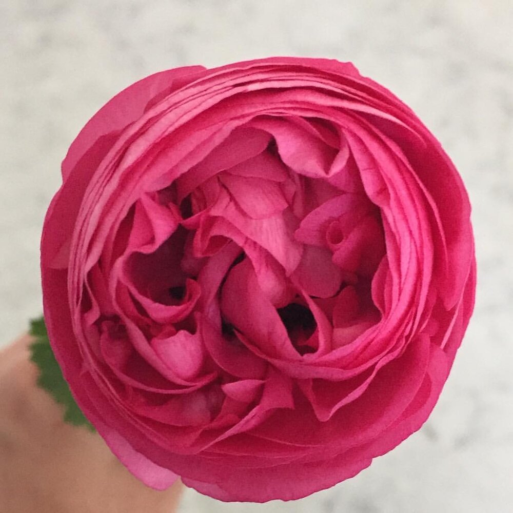 Rosa Scuro Italian Ranunculus