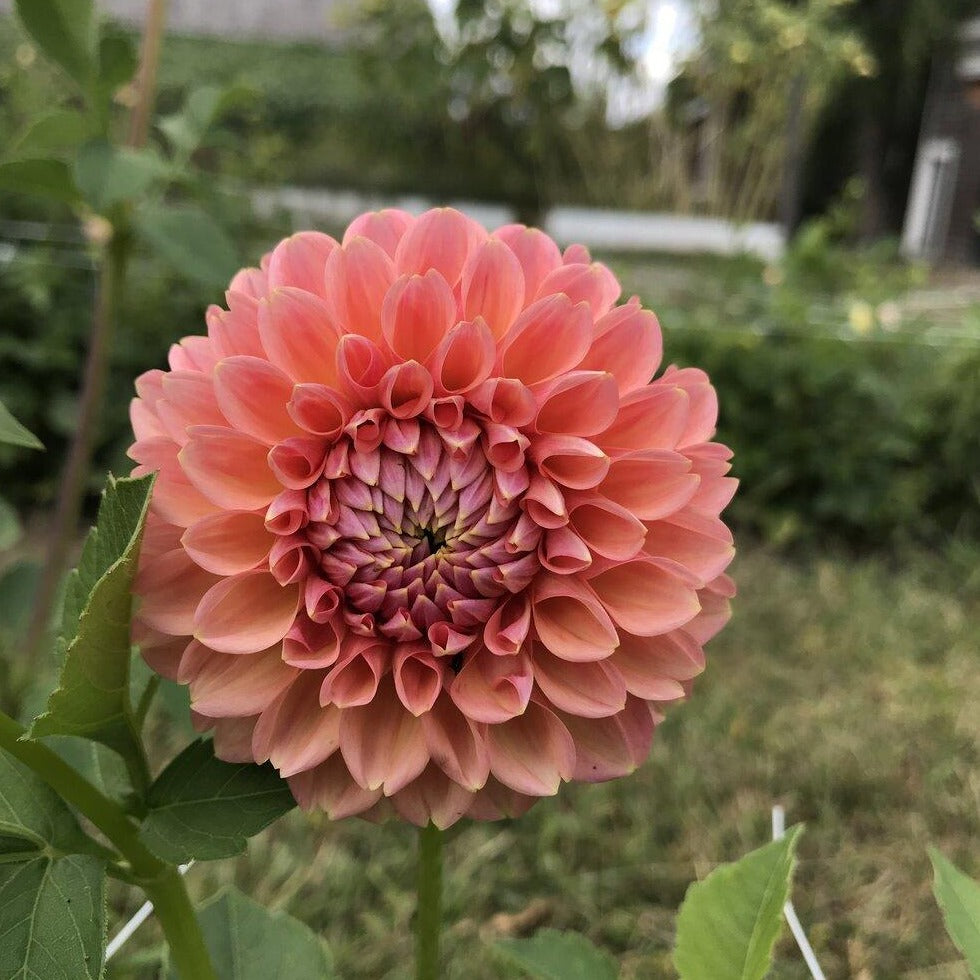 Linda's Baby Dahlia