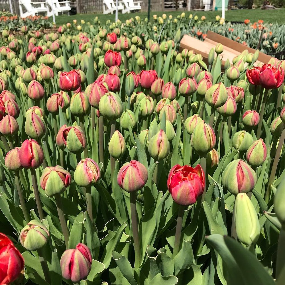 Renown Unique Tulip