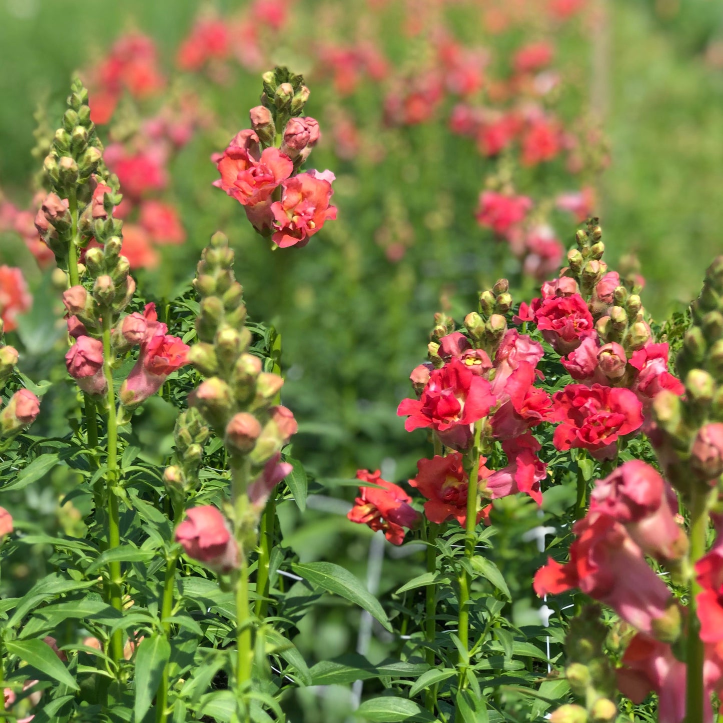 High Summer Cutting Garden Kit