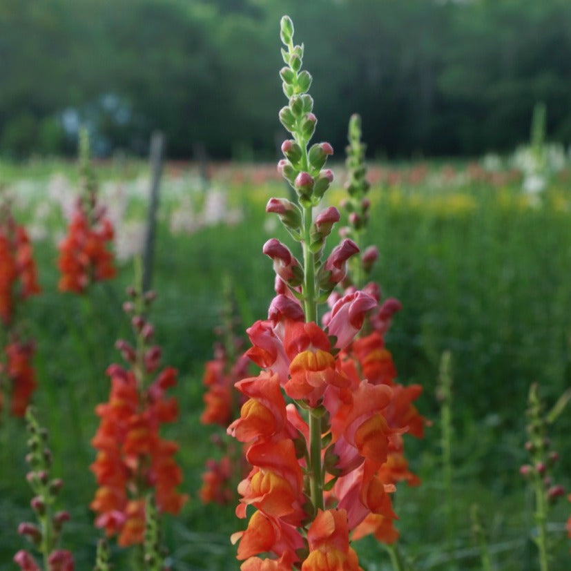 High Summer Cutting Garden Kit