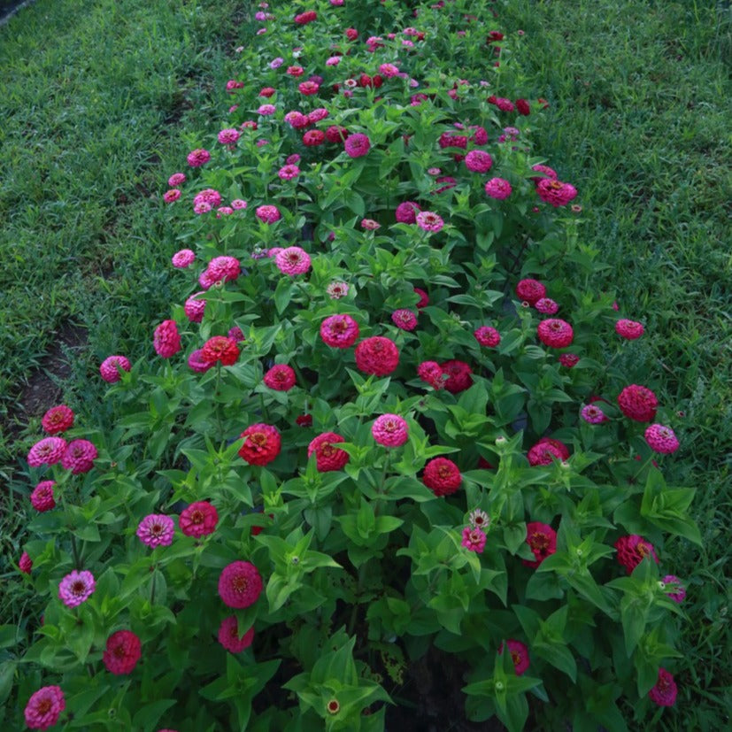 High Summer Cutting Garden Kit