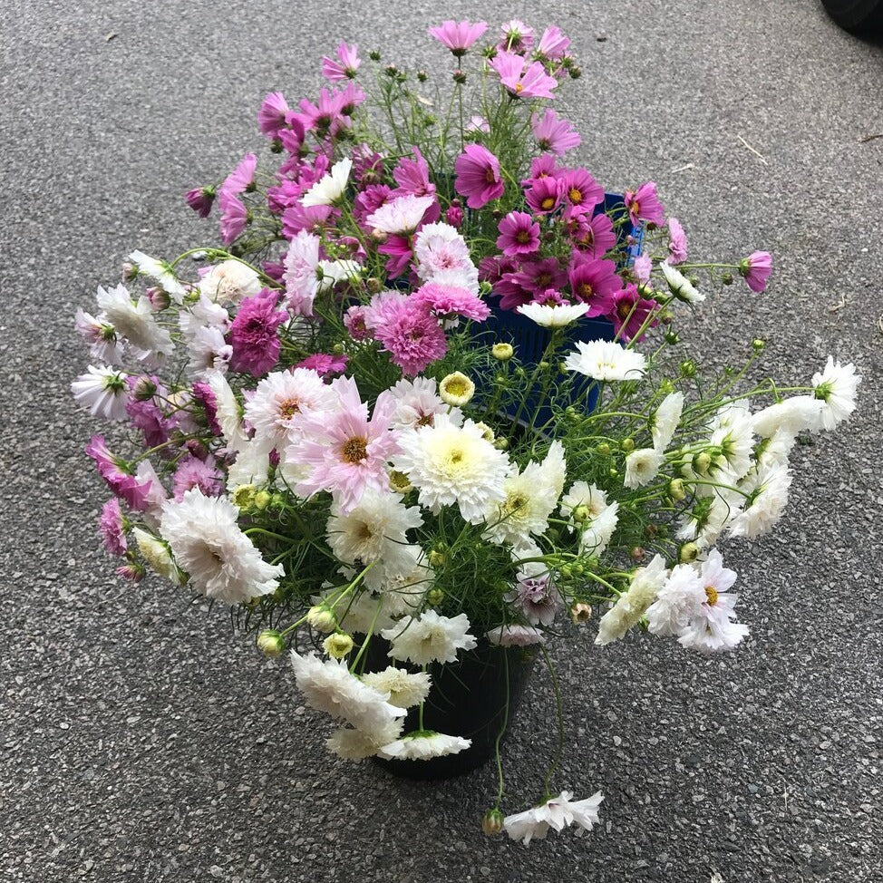 Cosmos Bunch