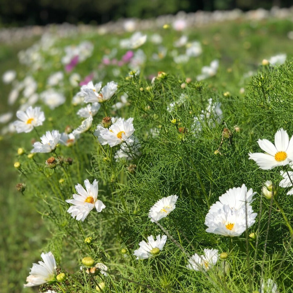 Cosmos Bunch