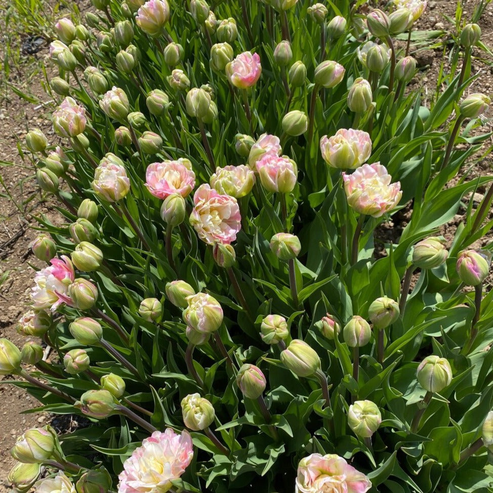 Amazing Grace Tulip