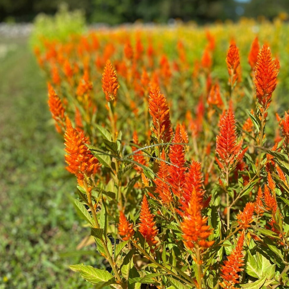 Celosia Bunch