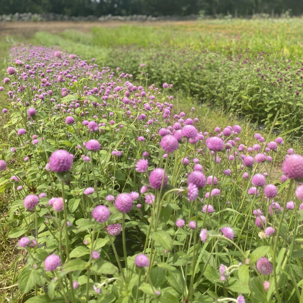 Globe Amaranth Bunch