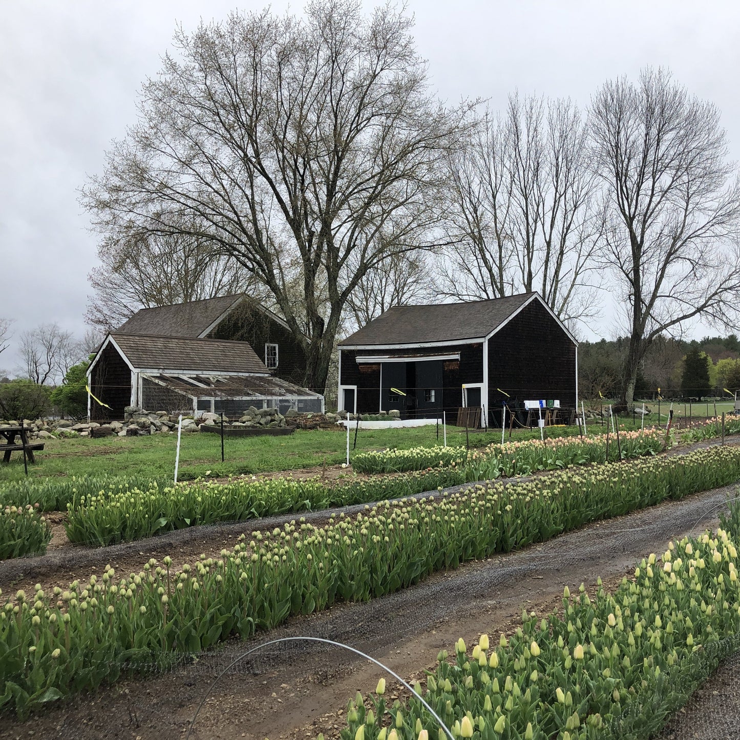 Pick Your Own Tulips