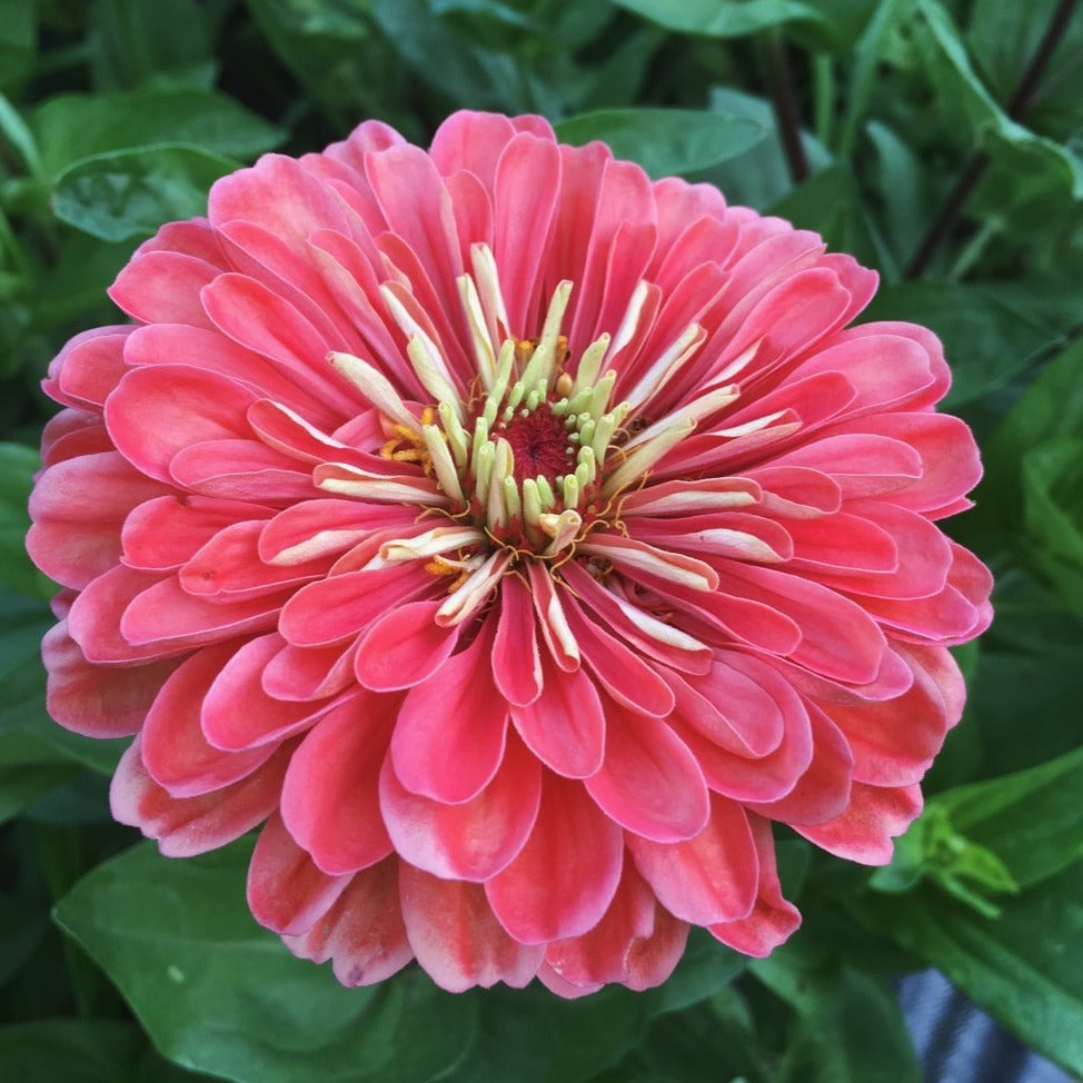 Zinnia Bunch