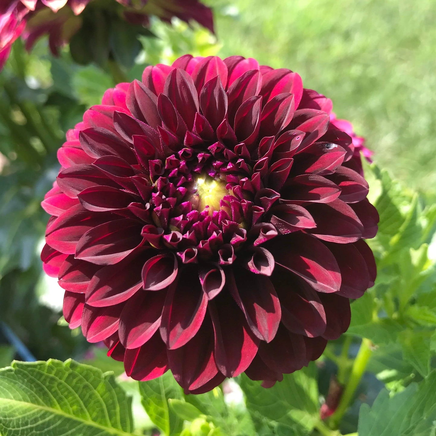 Black Satin Dahlia Tuber