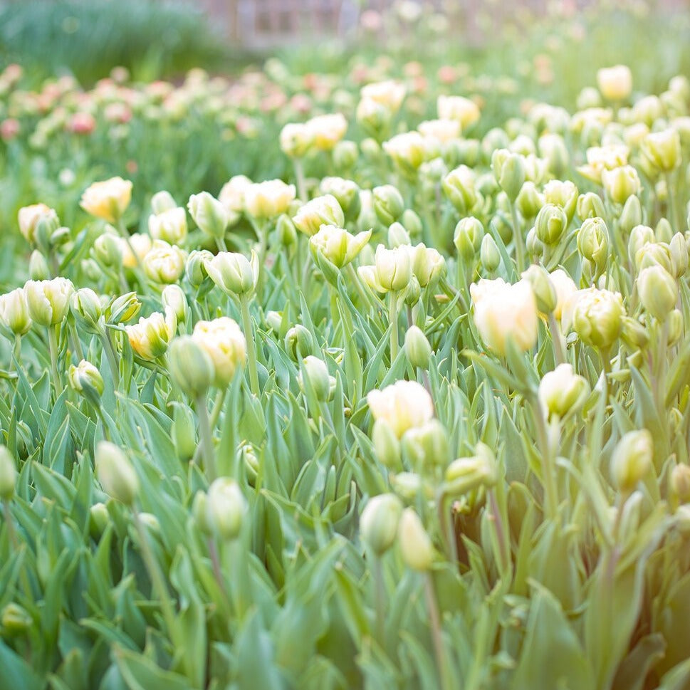 Charming Beauty Tulip