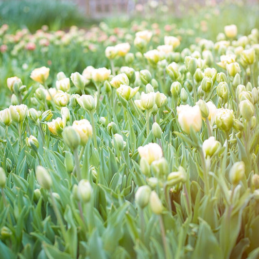 Charming Beauty Tulip