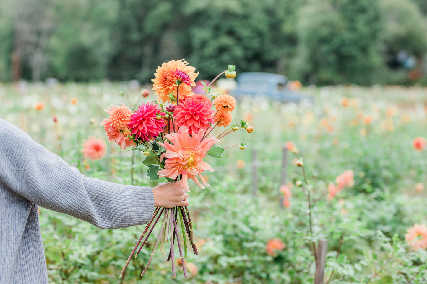 Cut Your Own Dahlias