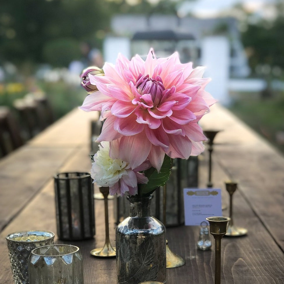 Dahlia Bunch
