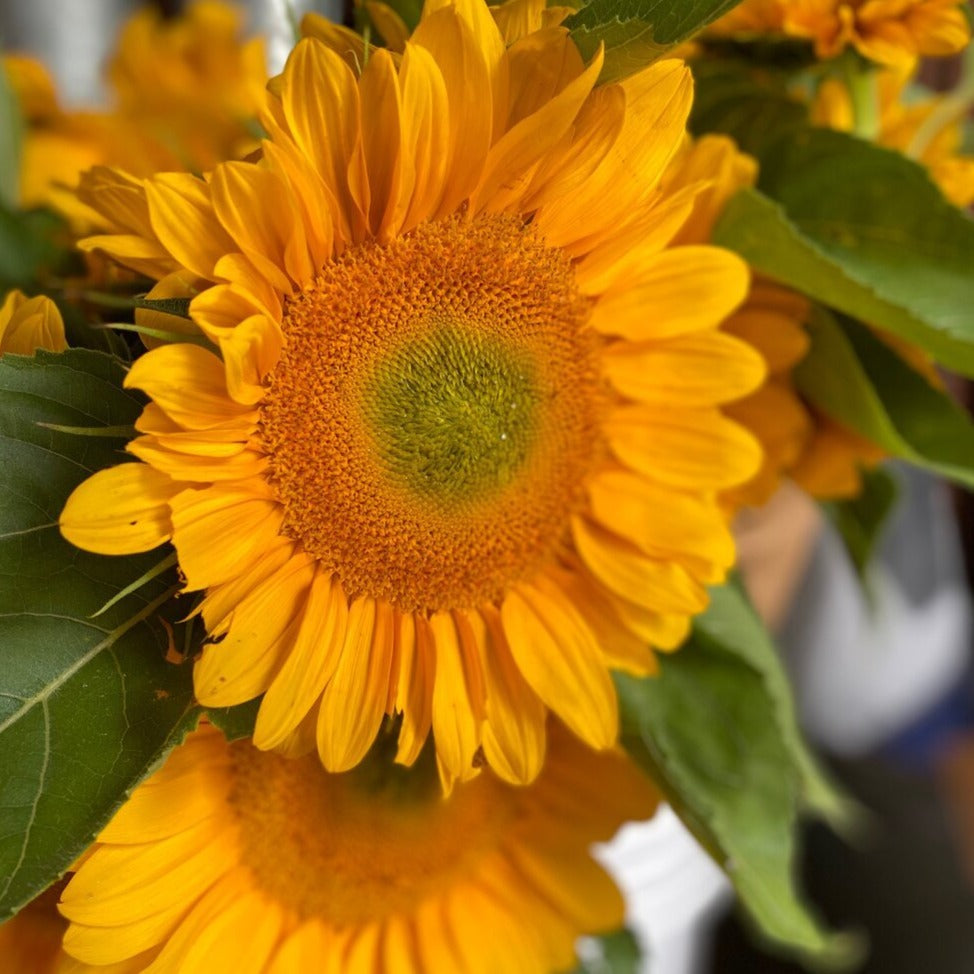 Sunflower Bunch