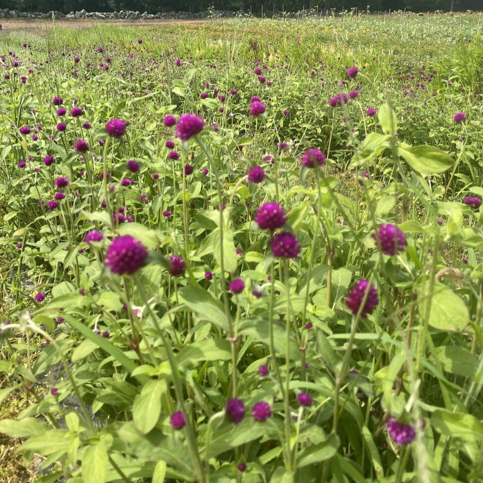 Globe Amaranth Bunch