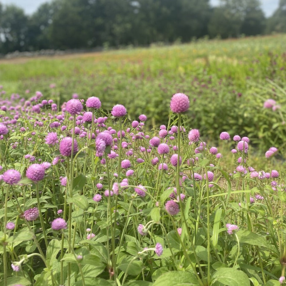 Globe Amaranth Bunch