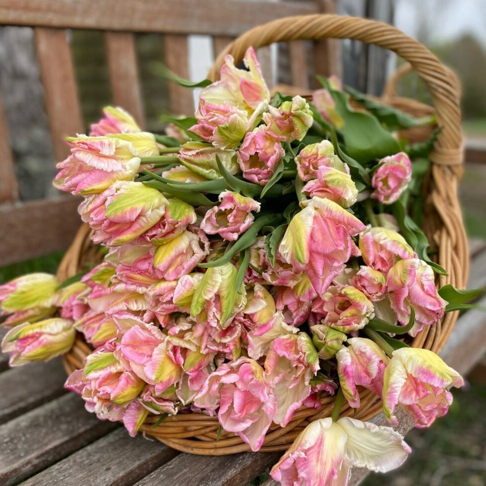 Amazing Grace Tulip