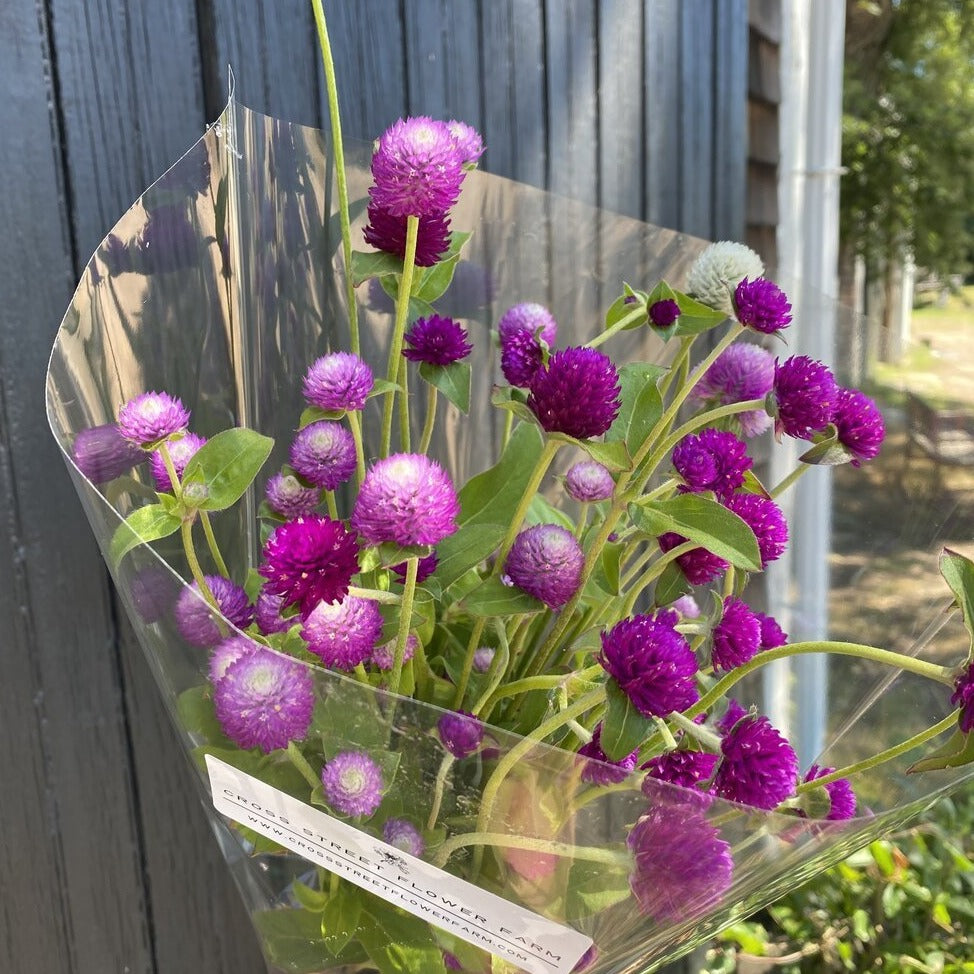 Globe Amaranth Bunch