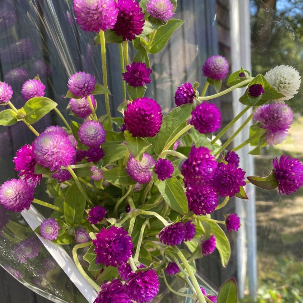 Globe Amaranth Bunch