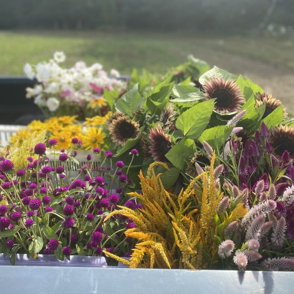 Globe Amaranth Bunch