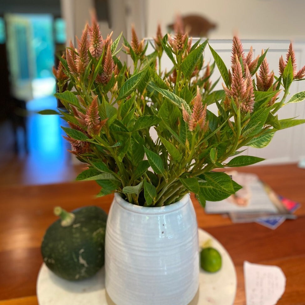 Celosia Bunch