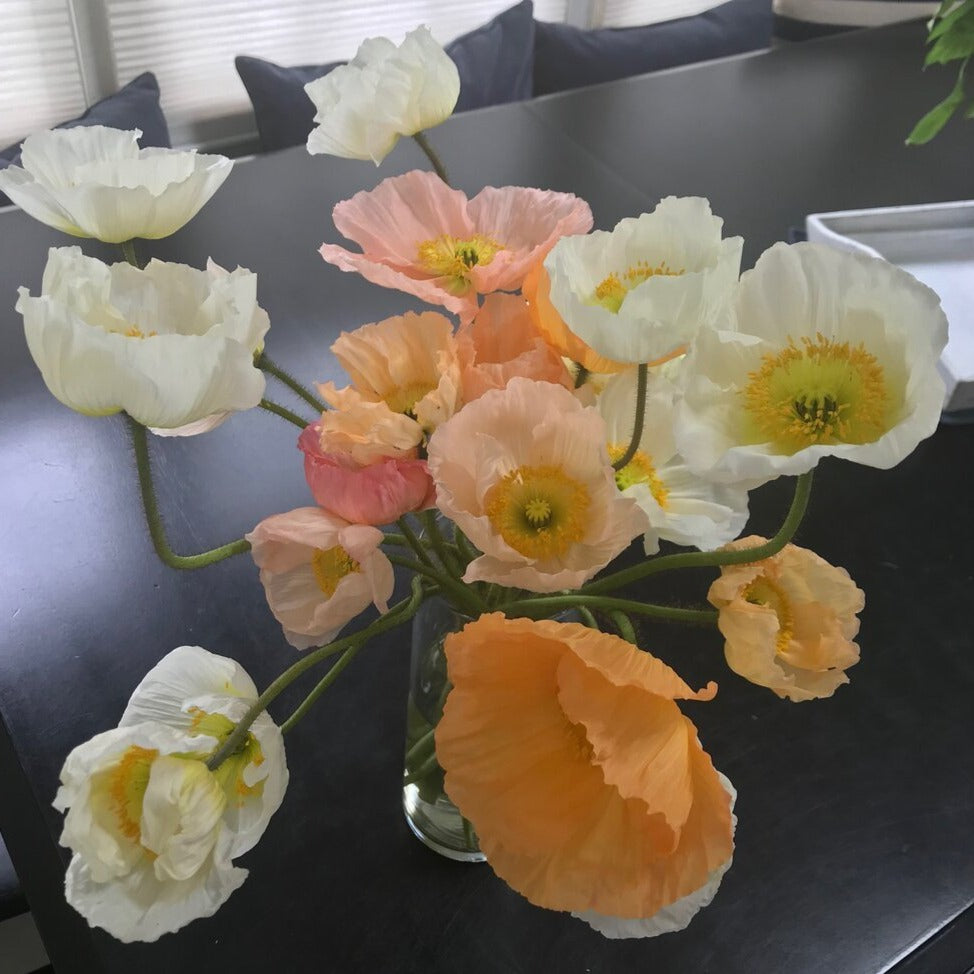 Italian Colibri Poppies