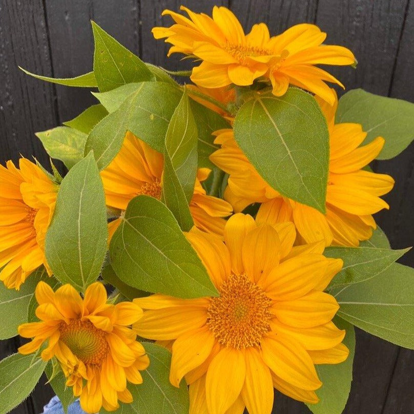 Sunflower Bunch
