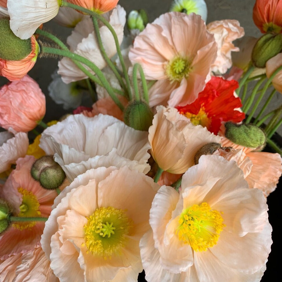 Poppies Seedlings