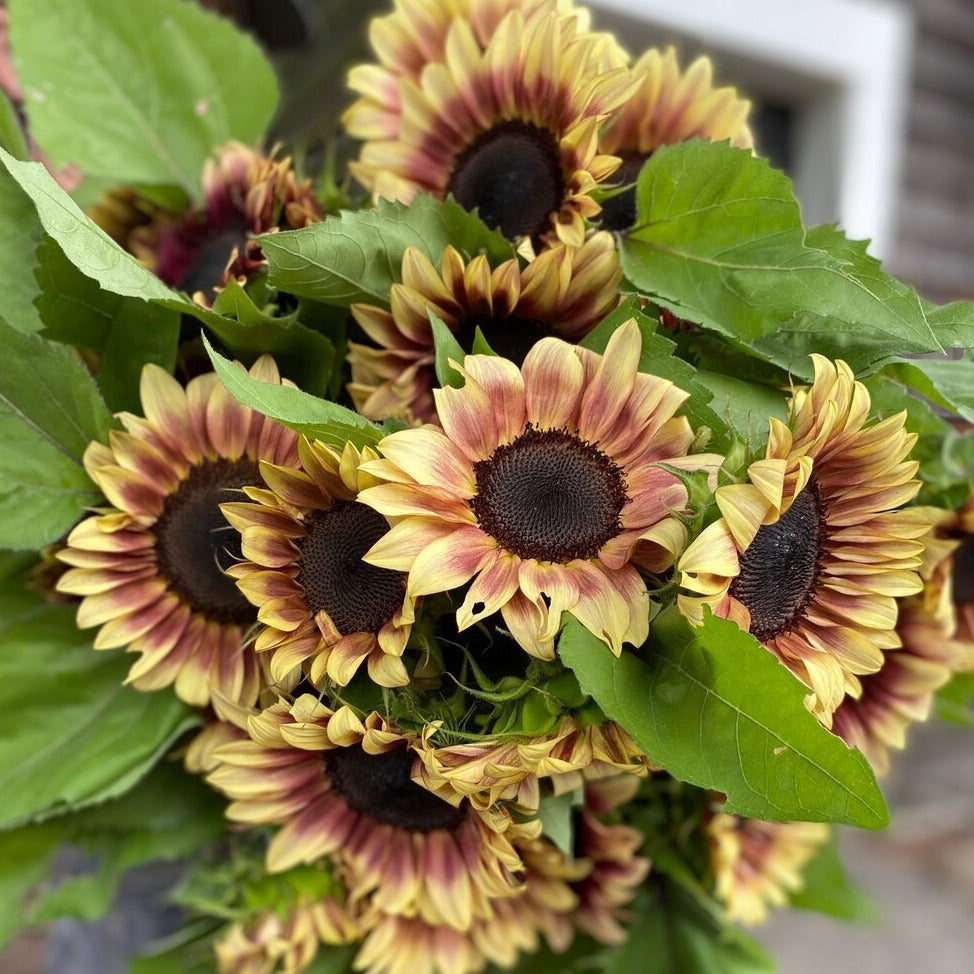 Sunflower Bunch